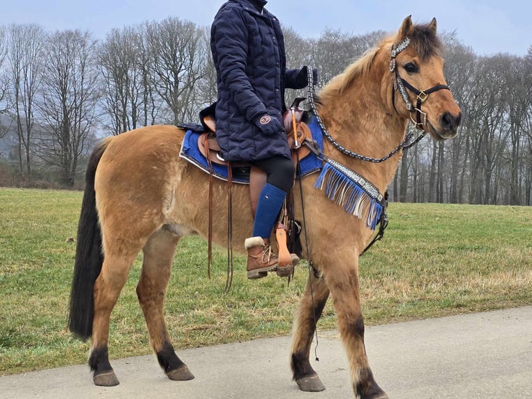 Altri pony/cavalli di piccola taglia Castrone 13 Anni 145 cm Falbo in Linkenbach