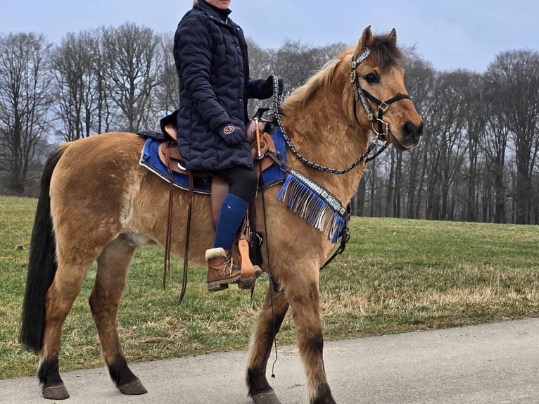 Altri pony/cavalli di piccola taglia Castrone 13 Anni 145 cm Falbo in Linkenbach