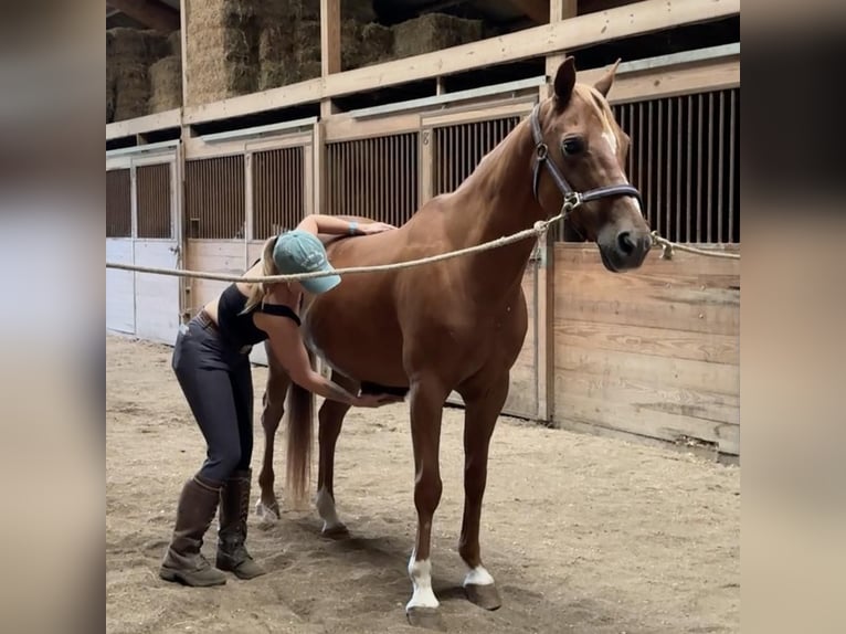 Altri pony/cavalli di piccola taglia Castrone 13 Anni 147 cm Sauro scuro in Granby, CT