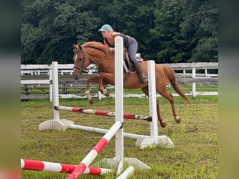 Altri pony/cavalli di piccola taglia Castrone 13 Anni 147 cm Sauro scuro in Granby, CT