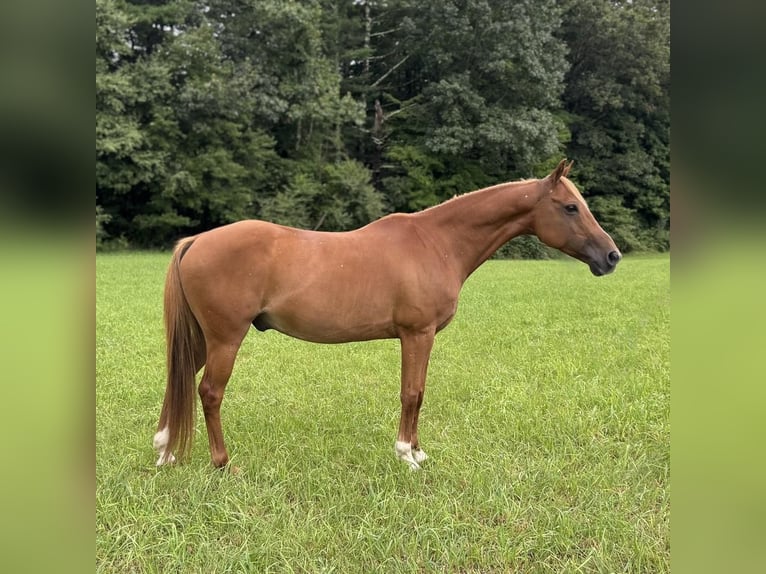 Altri pony/cavalli di piccola taglia Castrone 13 Anni 147 cm Sauro scuro in Granby, CT