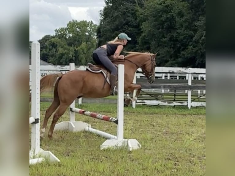 Altri pony/cavalli di piccola taglia Castrone 13 Anni 147 cm Sauro scuro in Granby, CT