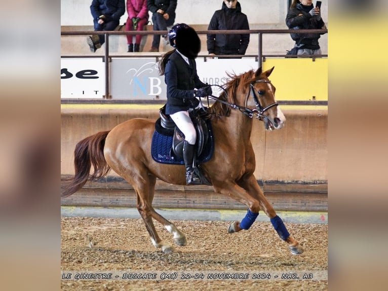 Altri pony/cavalli di piccola taglia Castrone 13 Anni 148 cm in Lombardia