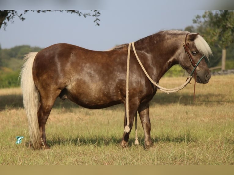 Altri pony/cavalli di piccola taglia Castrone 13 Anni 99 cm Palomino in Carthage, TX
