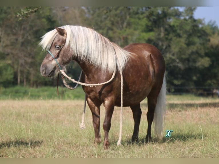 Altri pony/cavalli di piccola taglia Castrone 13 Anni 99 cm Palomino in Carthage, TX