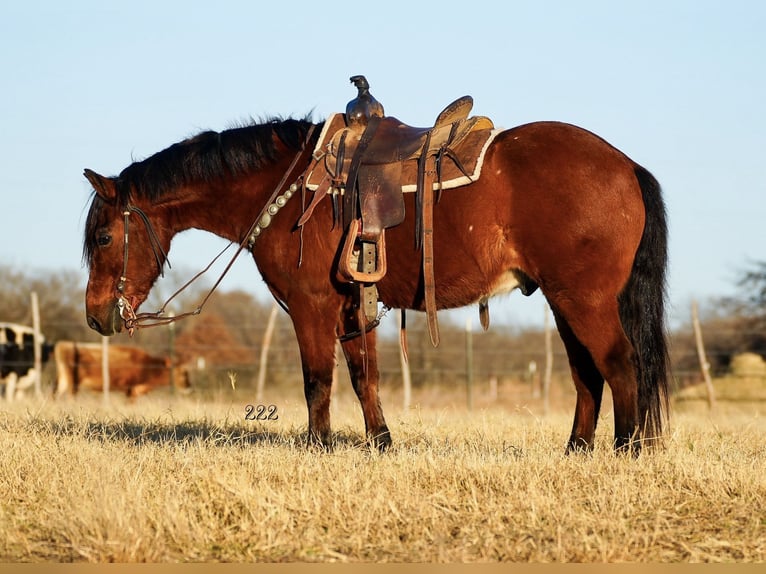 Altri pony/cavalli di piccola taglia Castrone 14 Anni 130 cm Baio ciliegia in Cisco, TX