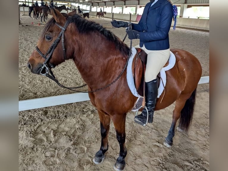 Altri pony/cavalli di piccola taglia Castrone 14 Anni 130 cm Baio ciliegia in Cisco, TX