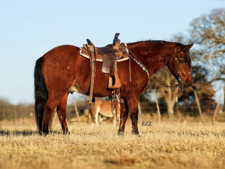 Altri pony/cavalli di piccola taglia Castrone 14 Anni 130 cm Baio ciliegia in Cisco, TX