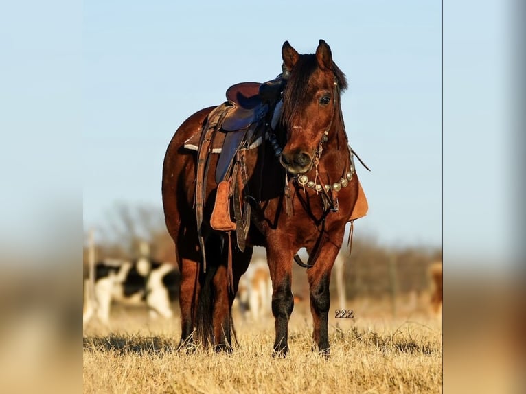 Altri pony/cavalli di piccola taglia Castrone 14 Anni 130 cm Baio ciliegia in Cisco, TX