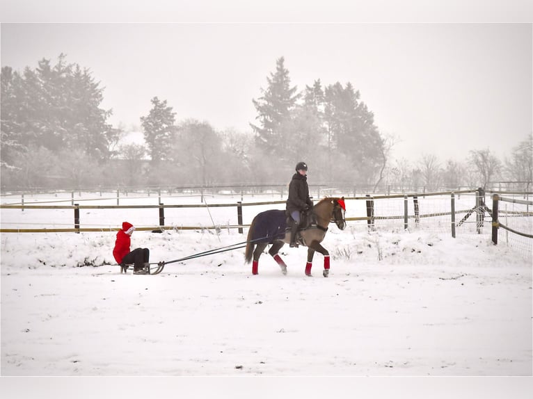 Altri pony/cavalli di piccola taglia Castrone 14 Anni 141 cm Sauro in Ladelund