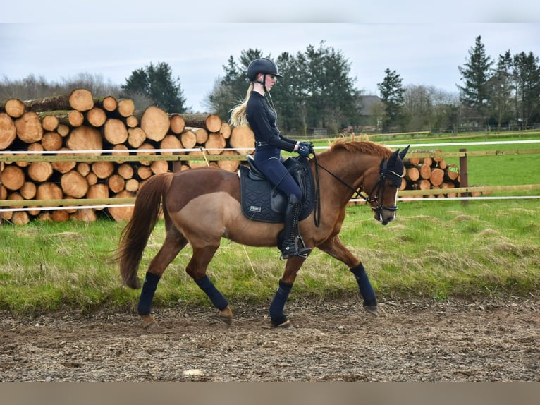 Altri pony/cavalli di piccola taglia Castrone 14 Anni 141 cm Sauro in Ladelund