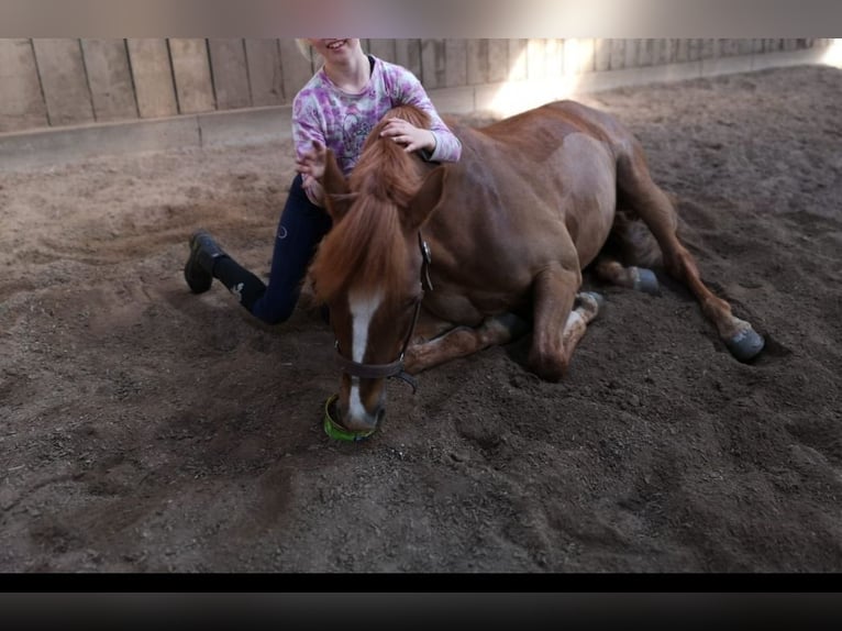 Altri pony/cavalli di piccola taglia Castrone 14 Anni 141 cm Sauro in Ladelund