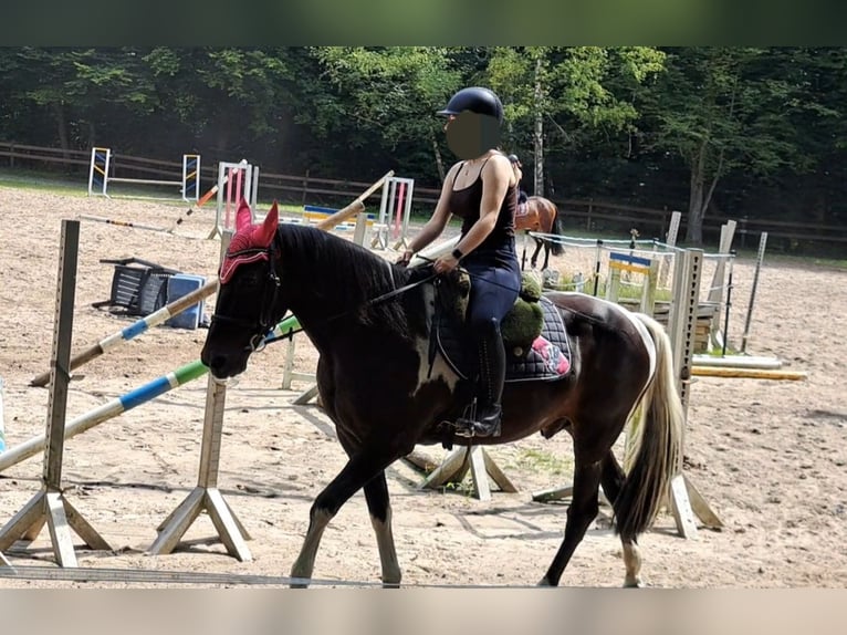 Altri pony/cavalli di piccola taglia Castrone 14 Anni 156 cm Pezzato in Braunschweig