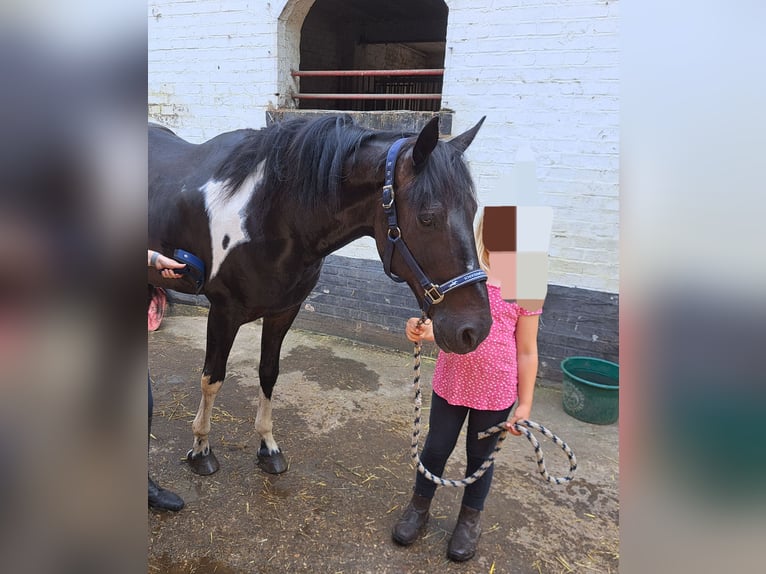 Altri pony/cavalli di piccola taglia Castrone 14 Anni 156 cm Pezzato in Braunschweig