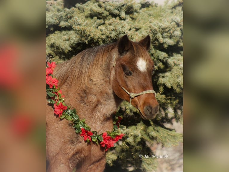 Altri pony/cavalli di piccola taglia Castrone 15 Anni 127 cm Roano rosso in Cody, WY