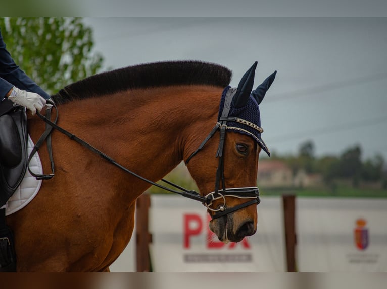 Altri pony/cavalli di piccola taglia Castrone 15 Anni 140 cm Baio in Laredo