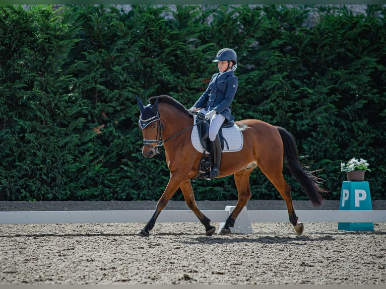 Altri pony/cavalli di piccola taglia Castrone 15 Anni 140 cm Baio in Laredo