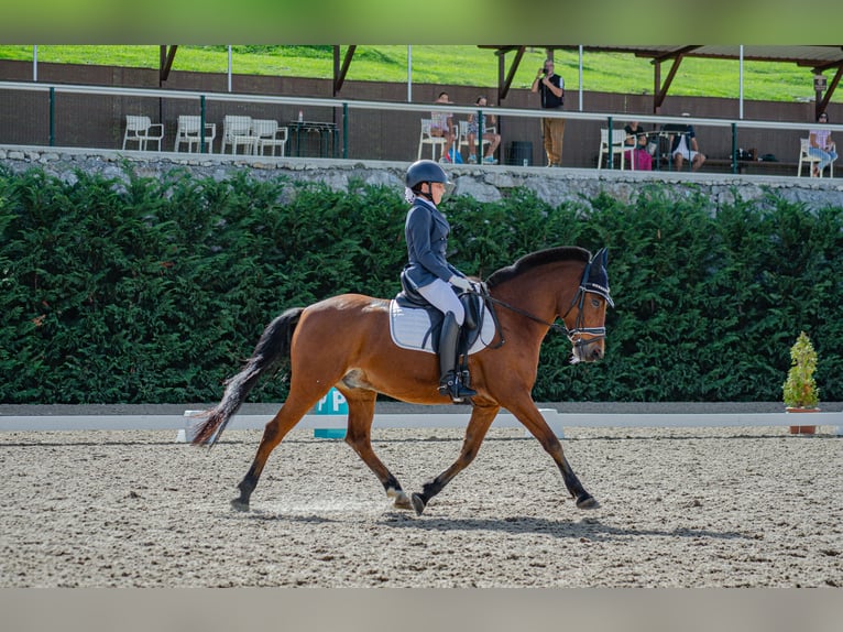 Altri pony/cavalli di piccola taglia Castrone 15 Anni 140 cm Baio in Laredo