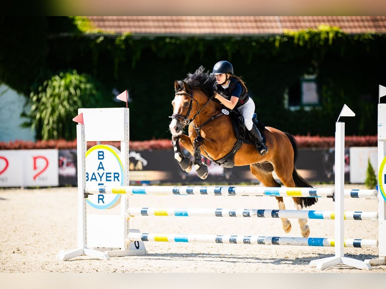 Altri pony/cavalli di piccola taglia Castrone 15 Anni 143 cm Baio ciliegia in Konin