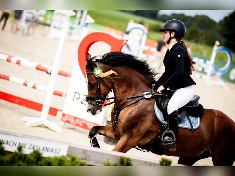 Altri pony/cavalli di piccola taglia Castrone 15 Anni 143 cm Baio ciliegia in Konin