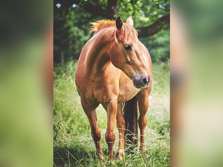 Altri pony/cavalli di piccola taglia Castrone 15 Anni 145 cm Sauro in Pyrbaum