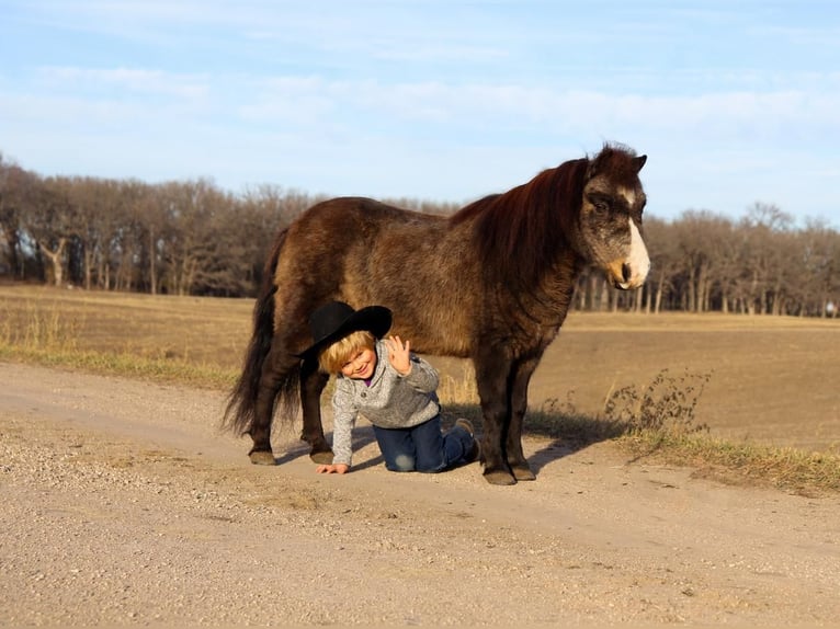 Altri pony/cavalli di piccola taglia Castrone 15 Anni 94 cm Pelle di daino in Fergus Falls, MN