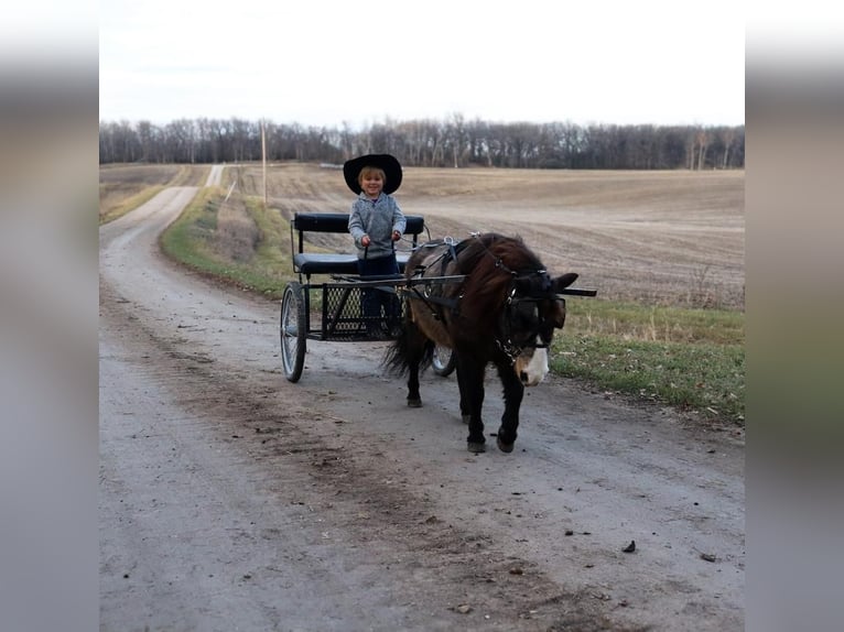 Altri pony/cavalli di piccola taglia Castrone 15 Anni 94 cm Pelle di daino in Fergus Falls, MN