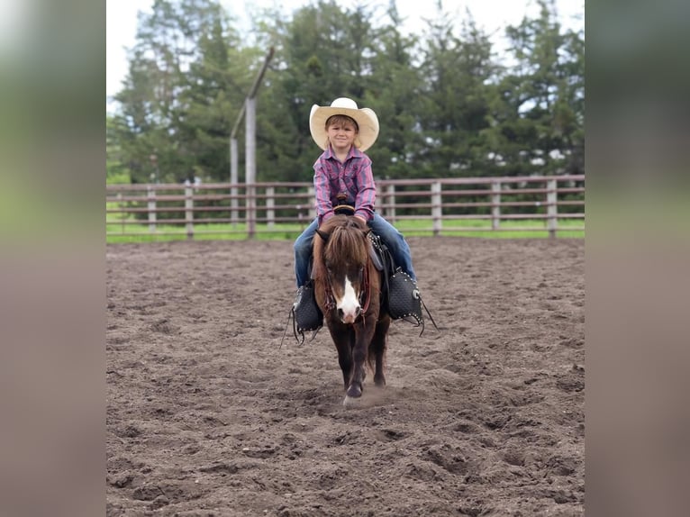 Altri pony/cavalli di piccola taglia Castrone 15 Anni 94 cm Pelle di daino in Fergus Falls, MN