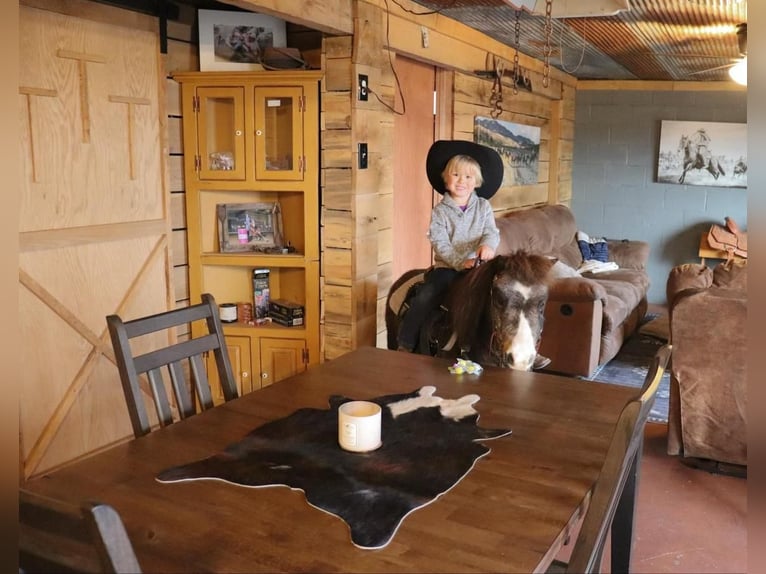 Altri pony/cavalli di piccola taglia Castrone 15 Anni 94 cm Pelle di daino in Fergus Falls, MN