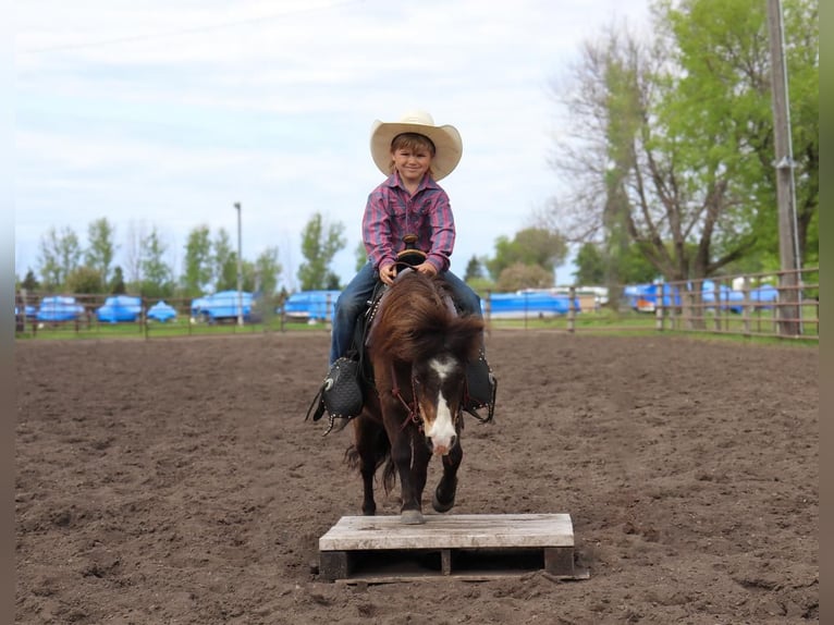 Altri pony/cavalli di piccola taglia Castrone 15 Anni 94 cm Pelle di daino in Fergus Falls, MN