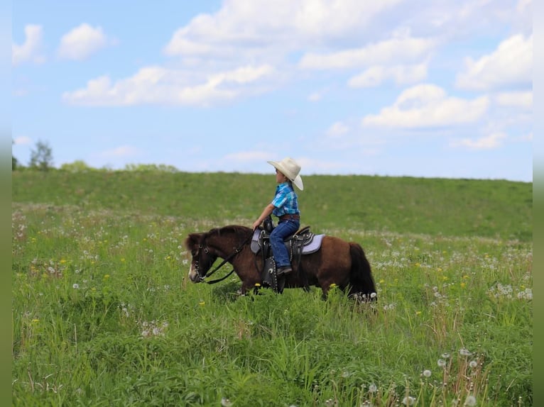 Altri pony/cavalli di piccola taglia Castrone 15 Anni 94 cm Pelle di daino in Fergus Falls, MN