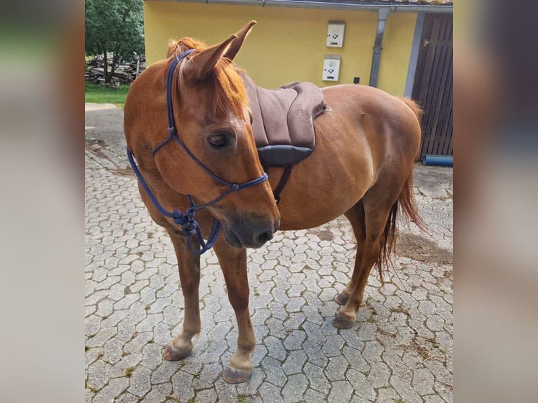 Altri pony/cavalli di piccola taglia Castrone 16 Anni 145 cm Sauro in Pyrbaum