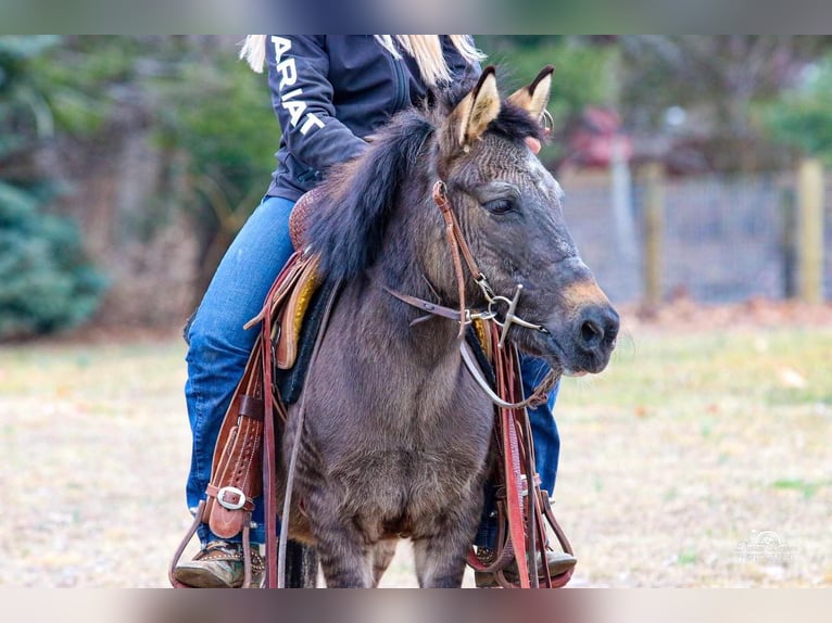 Altri pony/cavalli di piccola taglia Mix Castrone 16 Anni Falbo in Jonestown, PA