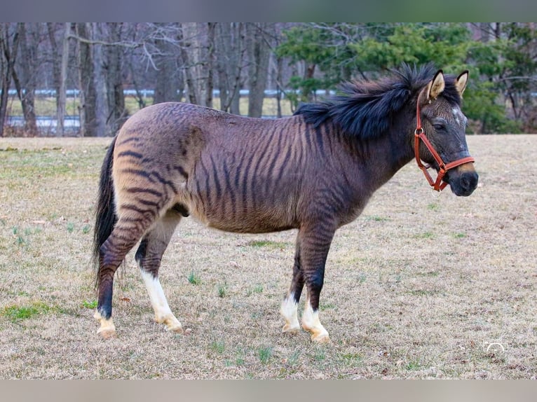 Altri pony/cavalli di piccola taglia Mix Castrone 16 Anni Falbo in Jonestown, PA