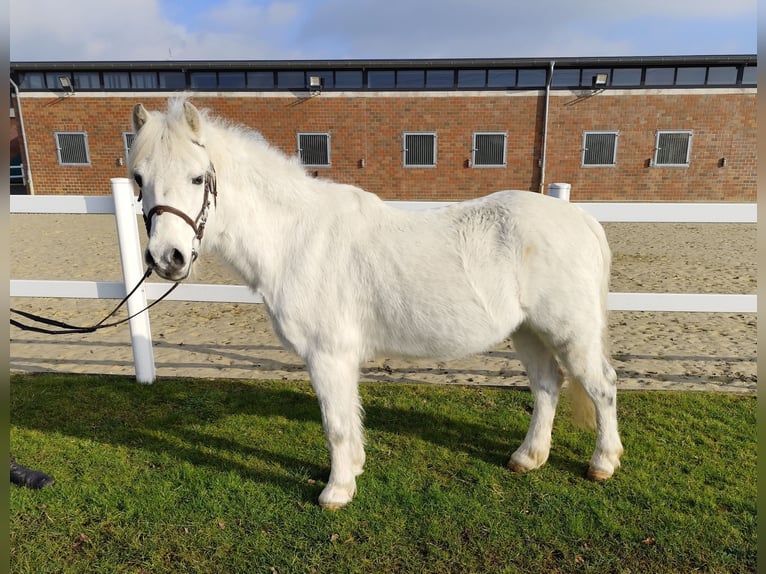 Altri pony/cavalli di piccola taglia Castrone 17 Anni 124 cm Grigio in Bad Laer