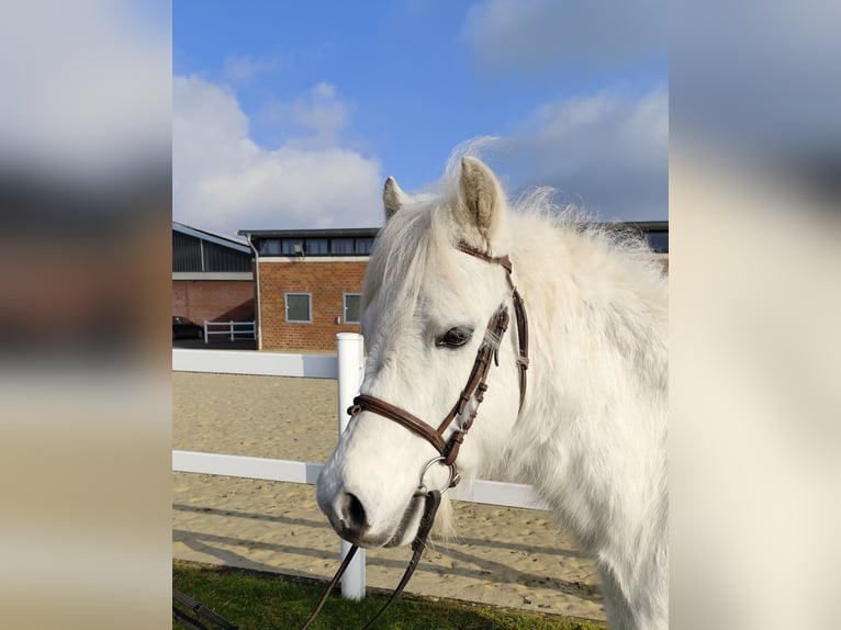 Altri pony/cavalli di piccola taglia Castrone 17 Anni 124 cm Grigio in Bad Laer