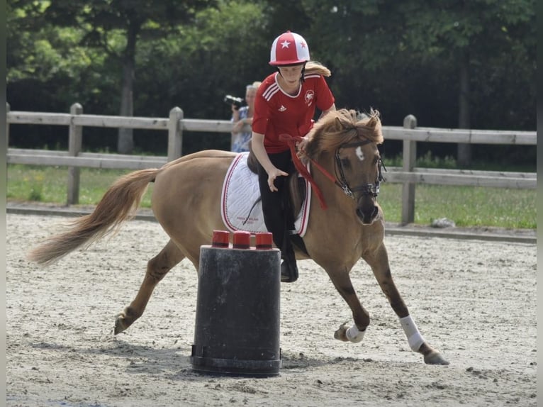 Altri pony/cavalli di piccola taglia Mix Castrone 17 Anni 138 cm Baio chiaro in Heiligenstedten