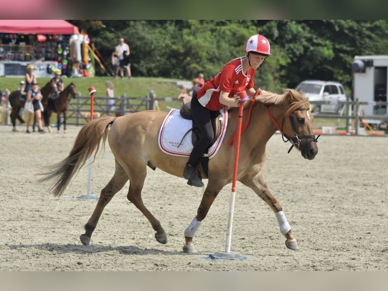 Altri pony/cavalli di piccola taglia Mix Castrone 17 Anni 138 cm Baio chiaro in Heiligenstedten