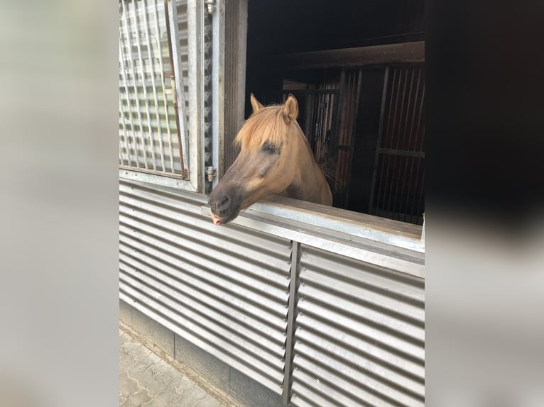 Altri pony/cavalli di piccola taglia Mix Castrone 17 Anni 138 cm Baio chiaro in Heiligenstedten