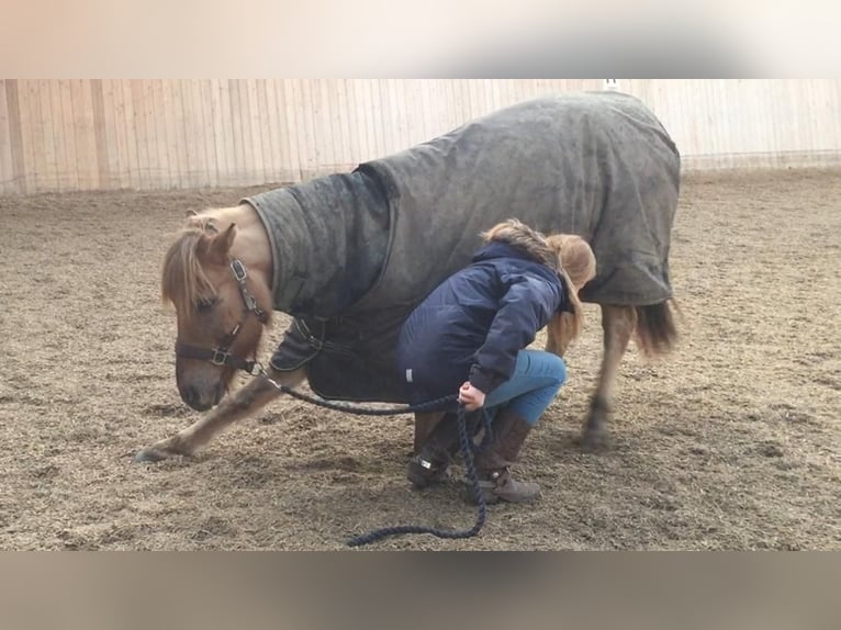 Altri pony/cavalli di piccola taglia Mix Castrone 17 Anni 138 cm Baio chiaro in Heiligenstedten