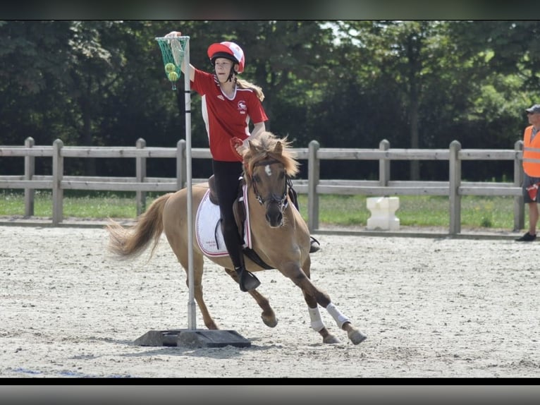 Altri pony/cavalli di piccola taglia Mix Castrone 17 Anni 138 cm Baio chiaro in Heiligenstedten