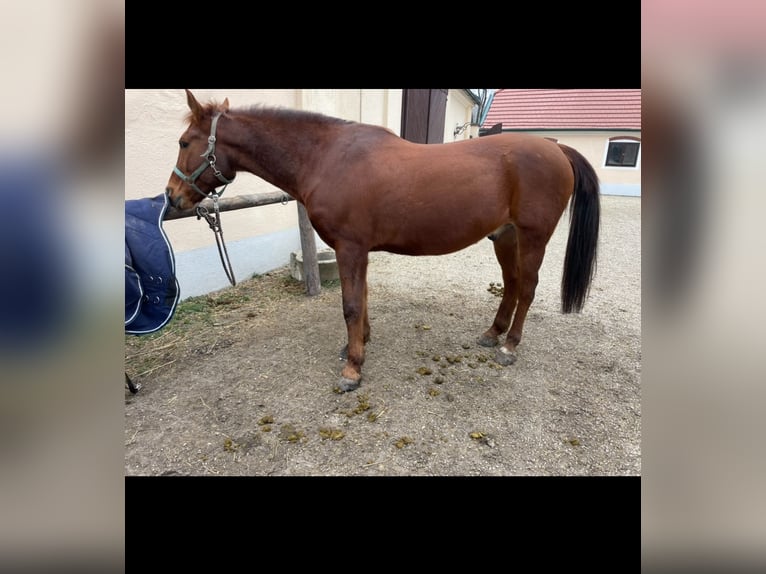 Altri pony/cavalli di piccola taglia Castrone 17 Anni 149 cm Sauro in Ebenfurth