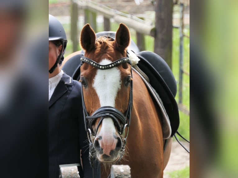 Altri pony/cavalli di piccola taglia Castrone 18 Anni 147 cm Sauro in Burgwedel