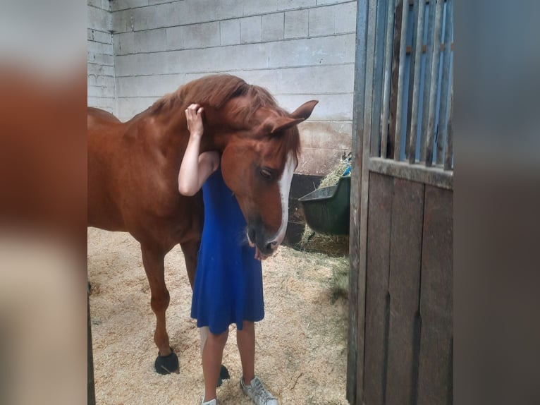 Altri pony/cavalli di piccola taglia Castrone 18 Anni 147 cm Sauro in Burgwedel