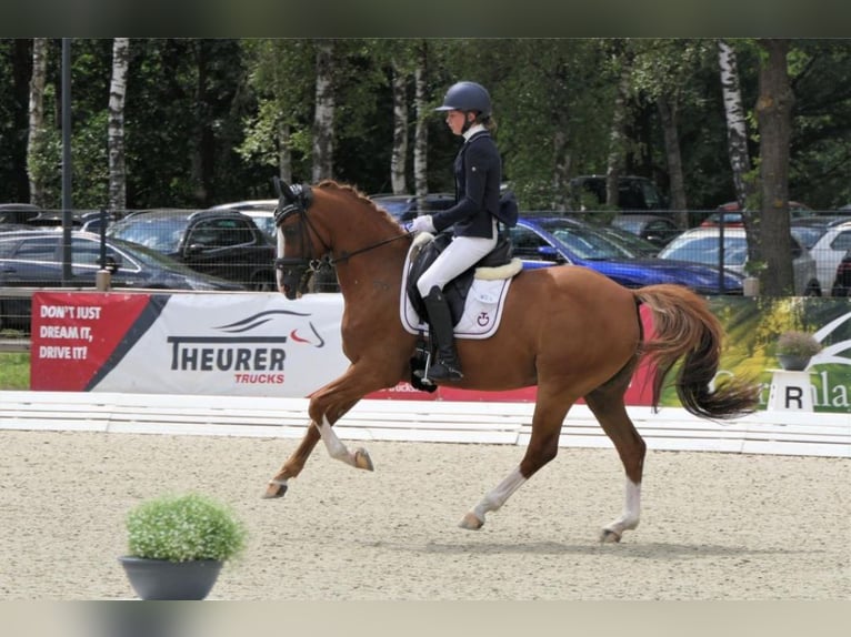 Altri pony/cavalli di piccola taglia Castrone 18 Anni 147 cm Sauro in Burgwedel