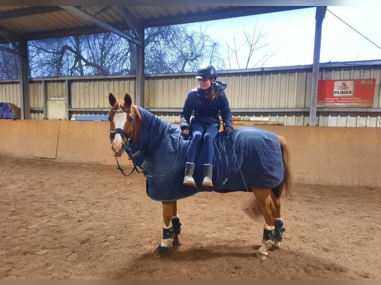 Altri pony/cavalli di piccola taglia Castrone 18 Anni 147 cm Sauro in Burgwedel