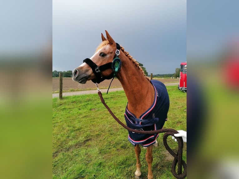 Altri pony/cavalli di piccola taglia Castrone 18 Anni 151 cm Sauro in Greiling