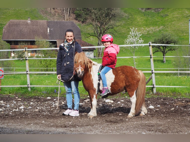 Altri pony/cavalli di piccola taglia Castrone 18 Anni 97 cm Pezzato in Signau