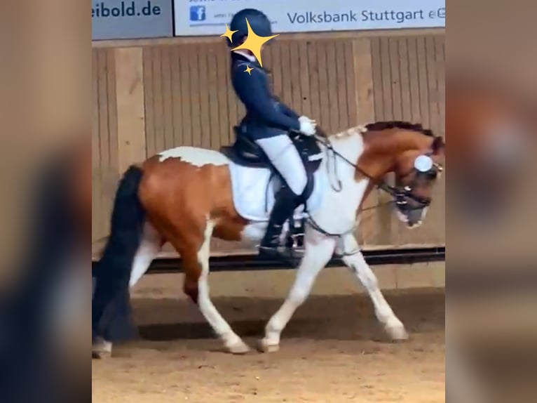 Altri pony/cavalli di piccola taglia Castrone 19 Anni 130 cm Pezzato in Schwäbisch Gmünd