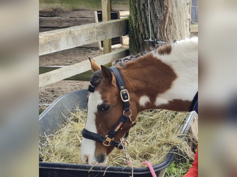 Altri pony/cavalli di piccola taglia Castrone 19 Anni 130 cm Pezzato in Schwäbisch Gmünd